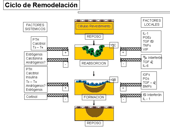 Ciclo de Remodelación FACTORES SISTEMICOS Células Revestimiento REPOSO PTH Calcitriol T 3 – T