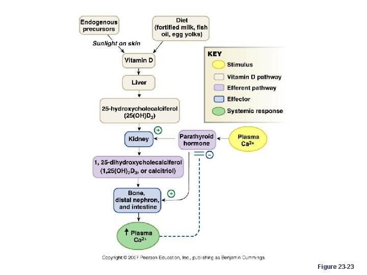 Figure 23 -23 