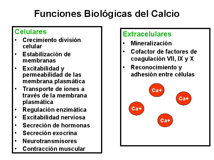 Funciones Biológicas del Calcio Celulares • Crecimiento división celular • Estabilización de membranas •