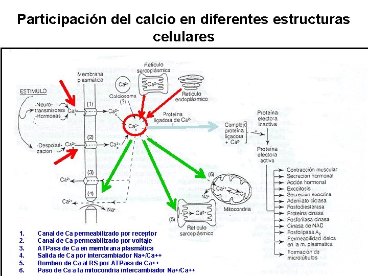 Participación del calcio en diferentes estructuras celulares 1. 2. 3. 4. 5. 6. Canal