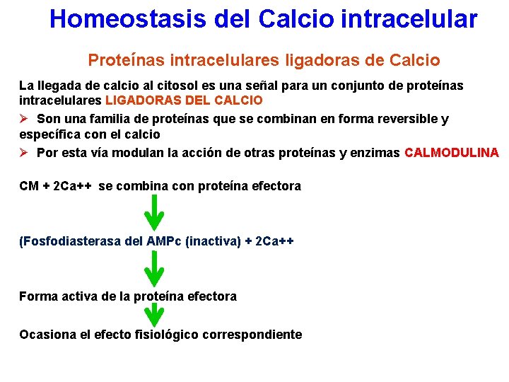 Homeostasis del Calcio intracelular Proteínas intracelulares ligadoras de Calcio La llegada de calcio al