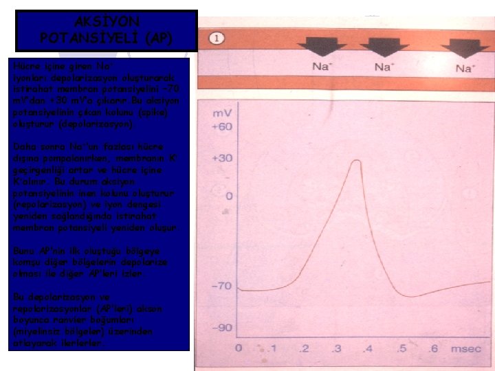 AKSİYON POTANSİYELİ (AP) Hücre içine giren Na+ iyonları depolarizasyon oluşturarak istirahat membran potansiyelini –