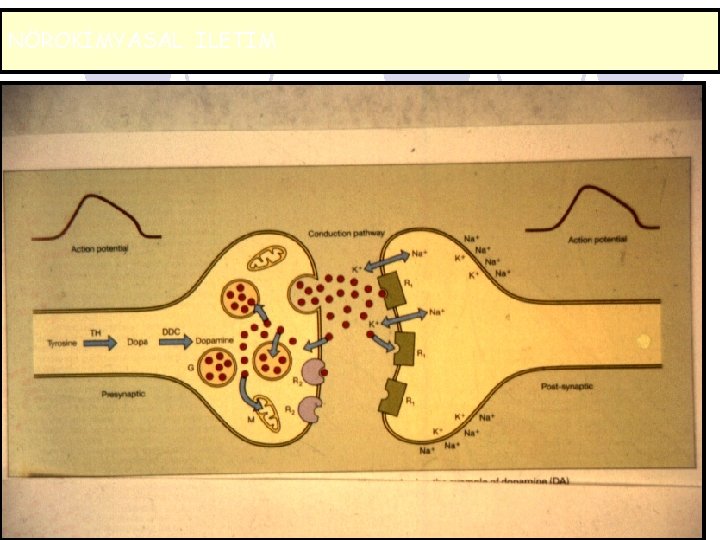 NÖROKİMYASAL İLETİM 