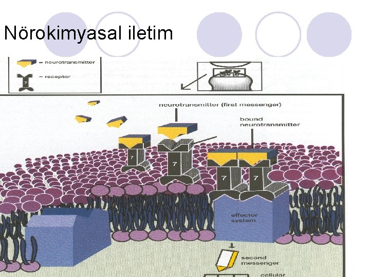 Nörokimyasal iletim 