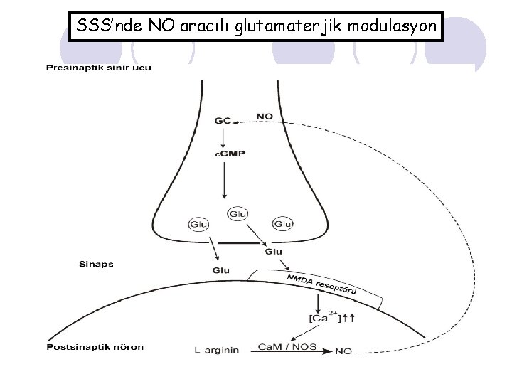SSS’nde NO aracılı glutamaterjik modulasyon 