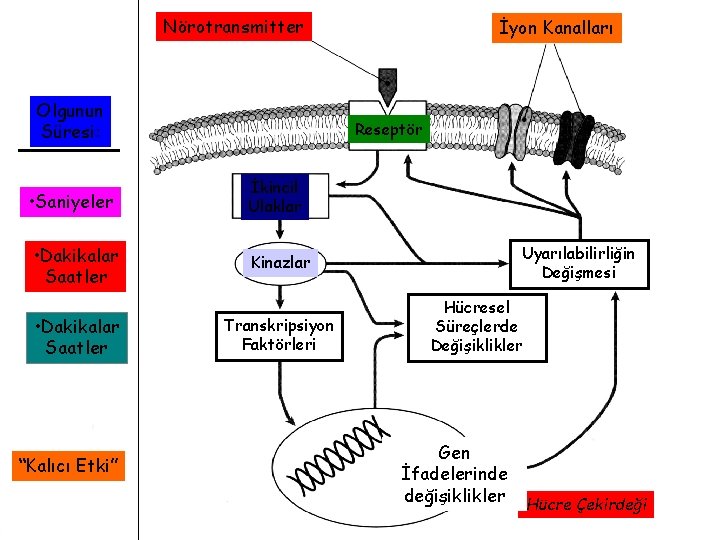 Nörotransmitter Olgunun Süresi: • Saniyeler • Dakikalar Saatler “Kalıcı Etki” İyon Kanalları Reseptör İkincil