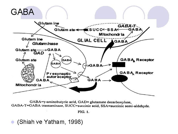 GABA l (Shiah ve Yatham, 1998) 