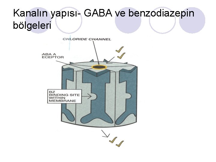 Kanalın yapısı- GABA ve benzodiazepin bölgeleri 