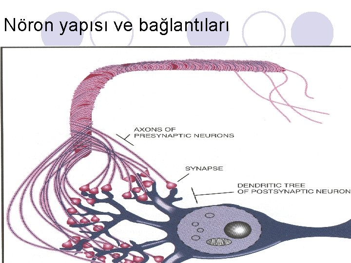 Nöron yapısı ve bağlantıları 