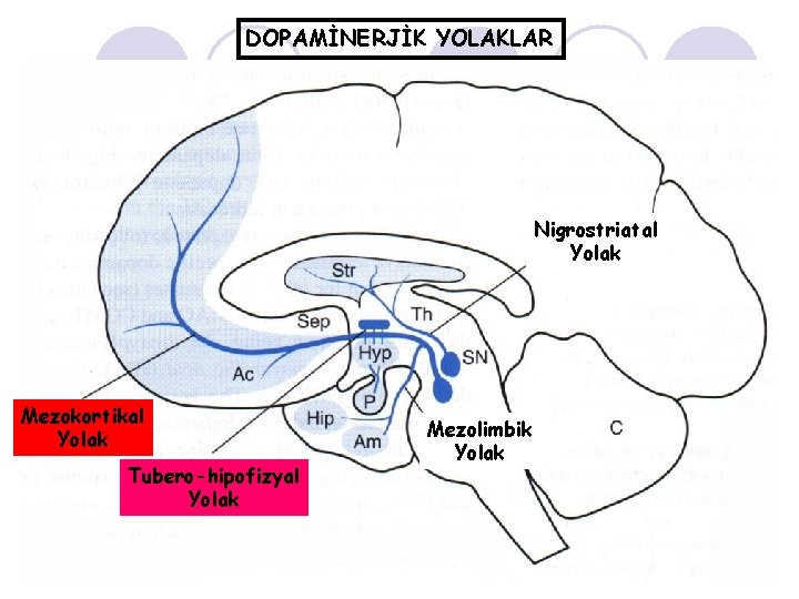 DOPAMİNERJİK YOLAKLAR Nigrostriatal Yolak Mezokortikal Yolak Tubero-hipofizyal Yolak Mezolimbik Yolak 