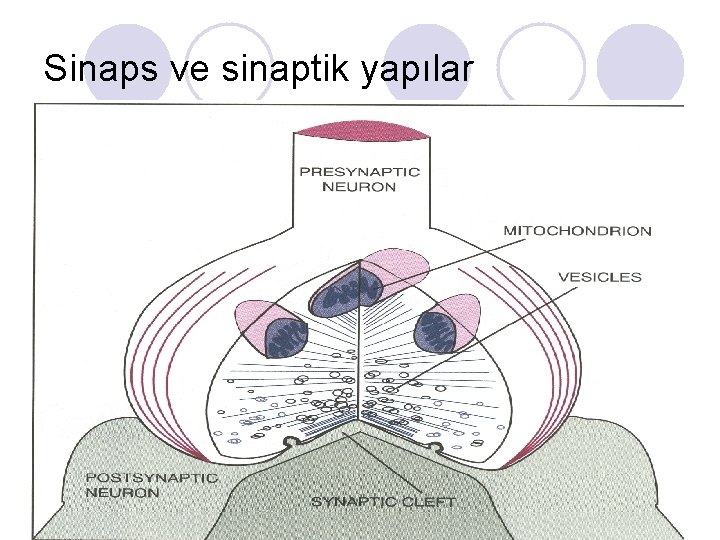 Sinaps ve sinaptik yapılar 