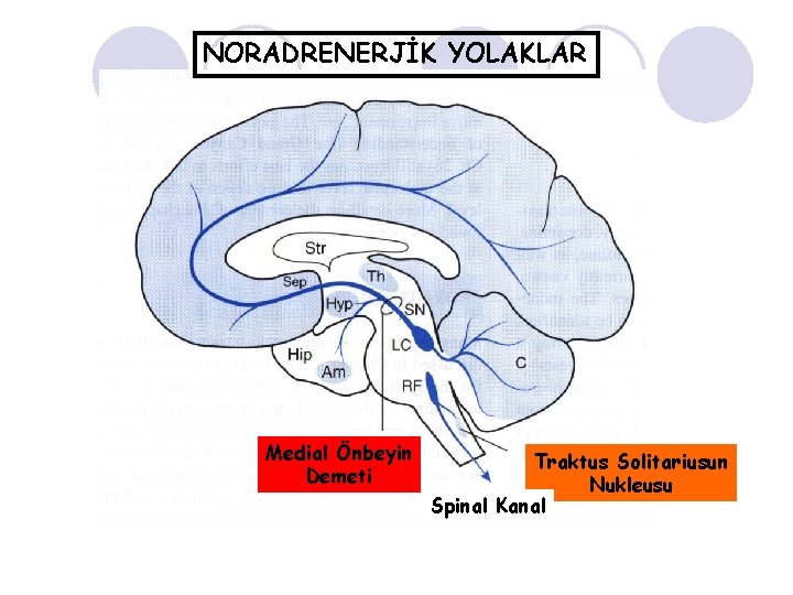 NORADRENERJİK YOLAKLAR Medial Önbeyin Demeti Traktus Solitariusun Nukleusu Spinal Kanal 