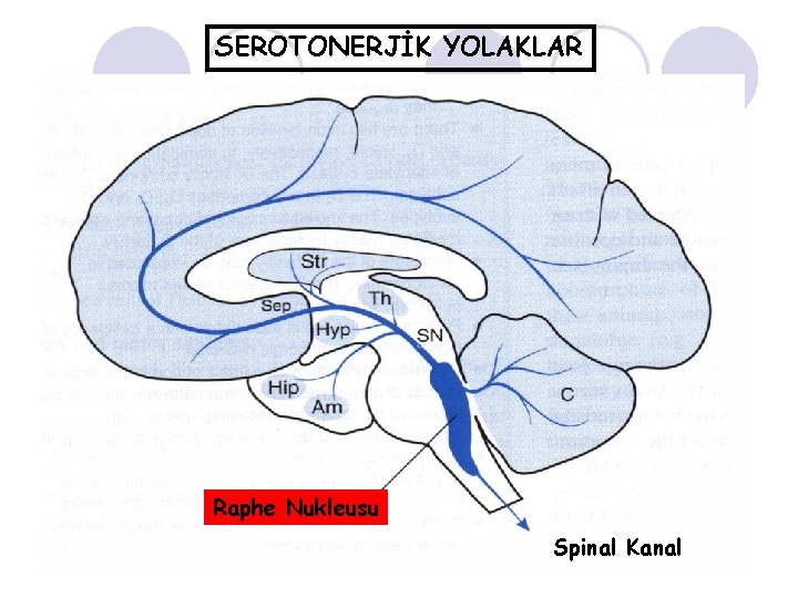 SEROTONERJİK YOLAKLAR Raphe Nukleusu Spinal Kanal 