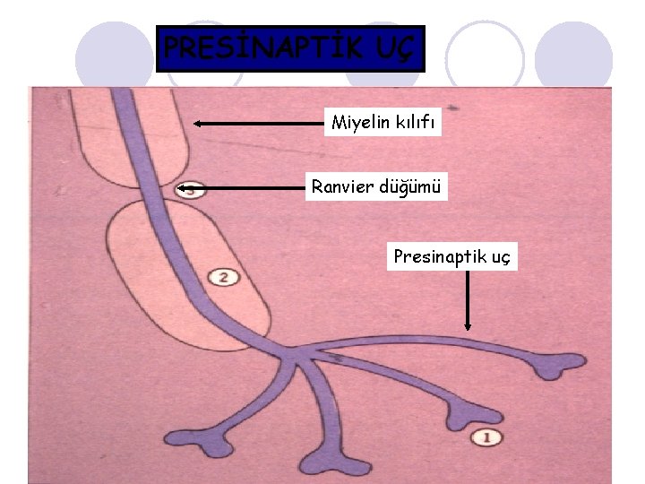 PRESİNAPTİK UÇ Miyelin kılıfı Ranvier düğümü Presinaptik uç 