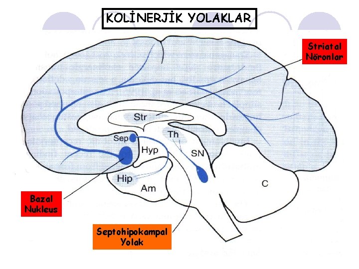 KOLİNERJİK YOLAKLAR Striatal Nöronlar Bazal Nukleus Septohipokampal Yolak 