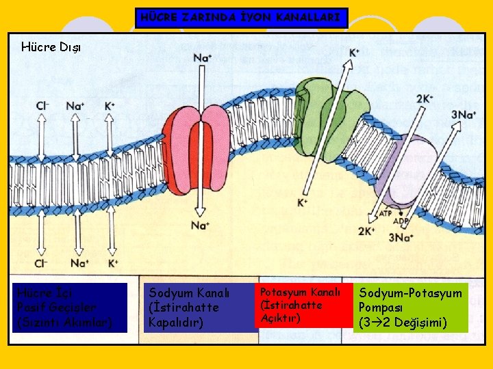 HÜCRE ZARINDA İYON KANALLARI Hücre Dışı Hücre İçi Pasif Geçişler (Sızıntı Akımlar) Sodyum Kanalı