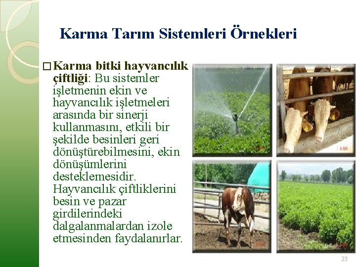 Karma Tarım Sistemleri Örnekleri � Karma bitki hayvancılık çiftliği: Bu sistemler işletmenin ekin ve