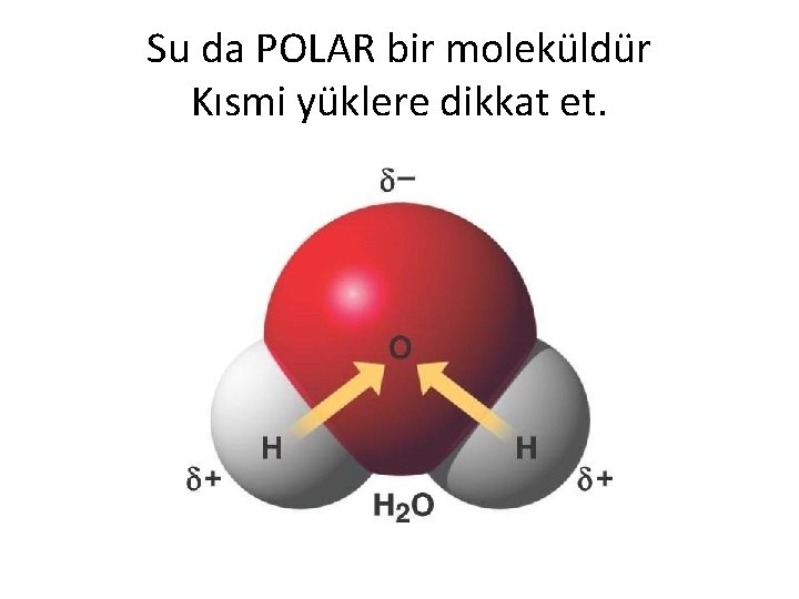 Su da POLAR bir moleküldür Kısmi yüklere dikkat et. 
