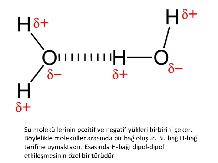 Su moleküllerinin pozitif ve negatif yükleri birbirini çeker. Böylelikle moleküller arasında bir bağ oluşur.