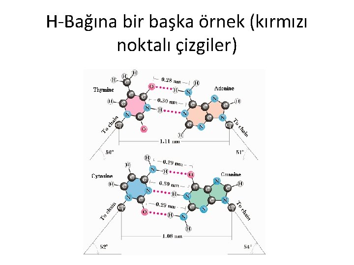 H-Bağına bir başka örnek (kırmızı noktalı çizgiler) 