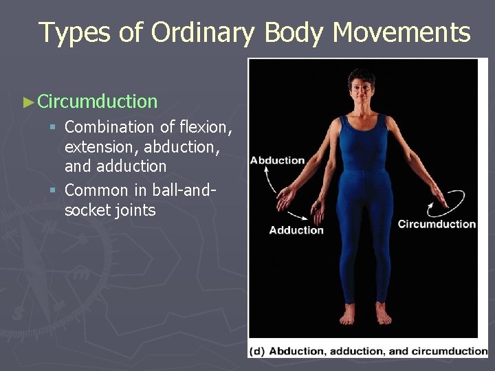 Types of Ordinary Body Movements ►Circumduction § Combination of flexion, extension, abduction, and adduction