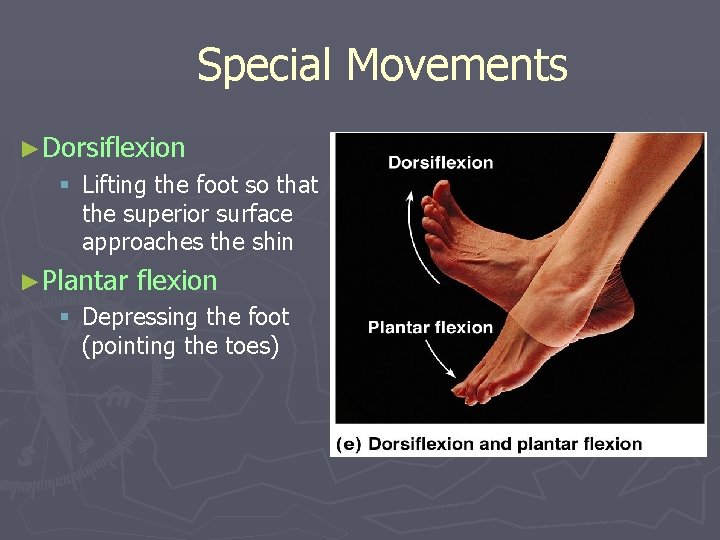 Special Movements ►Dorsiflexion § Lifting the foot so that the superior surface approaches the Special Movements ►Dorsiflexion § Lifting the foot so that the superior surface approaches the