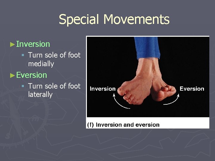 Special Movements ►Inversion § Turn sole of foot medially ►Eversion § Turn sole of