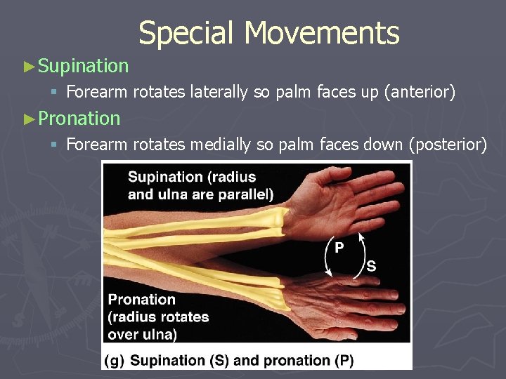 Special Movements ►Supination § Forearm rotates laterally so palm faces up (anterior) ►Pronation § Special Movements ►Supination § Forearm rotates laterally so palm faces up (anterior) ►Pronation §