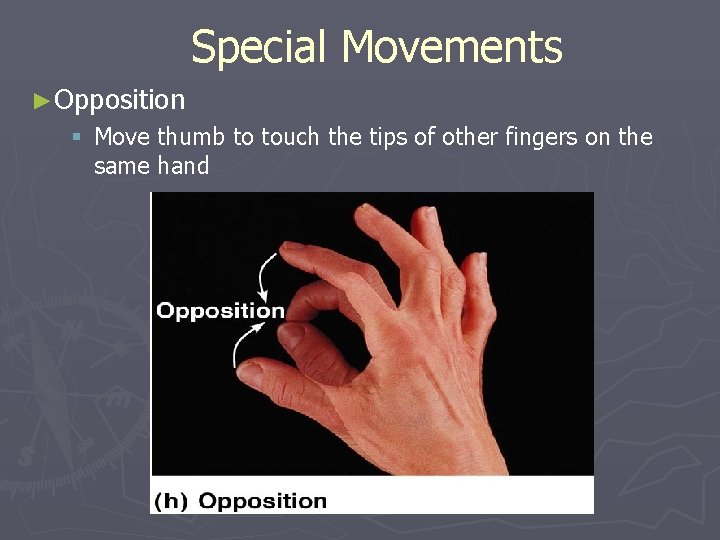 Special Movements ►Opposition § Move thumb to touch the tips of other fingers on