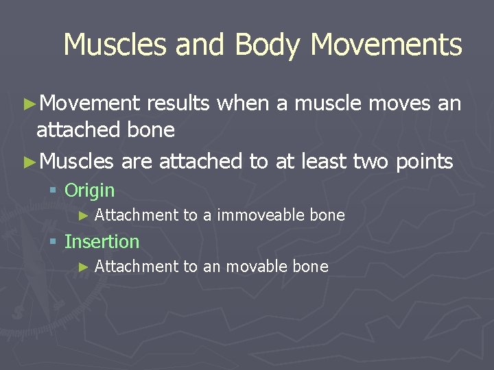 Muscles and Body Movements ►Movement results when a muscle moves an attached bone ►Muscles