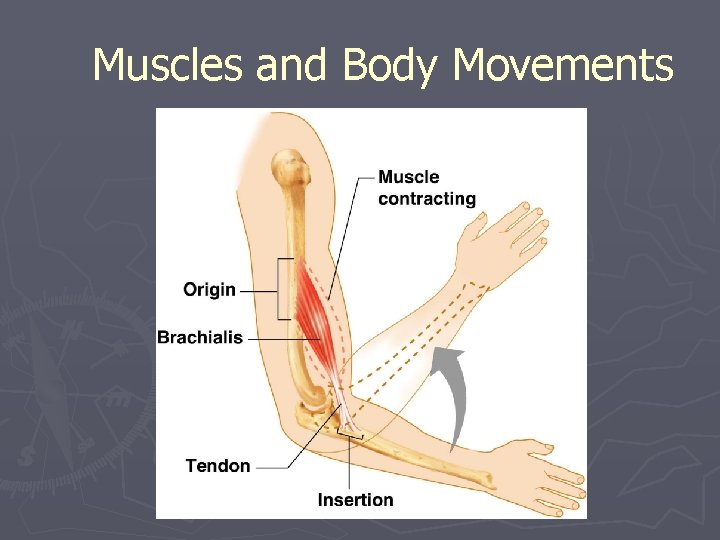 Muscles and Body Movements 