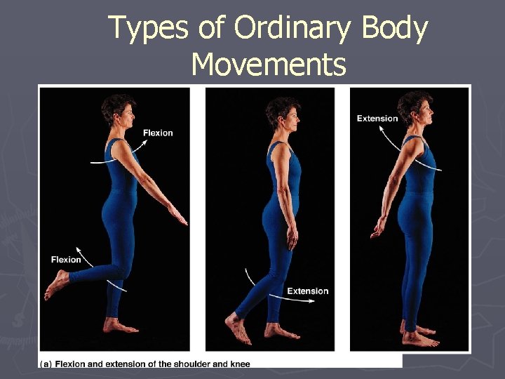 Types of Ordinary Body Movements 