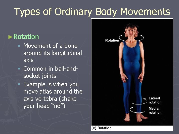 Types of Ordinary Body Movements ►Rotation § Movement of a bone around its longitudinal