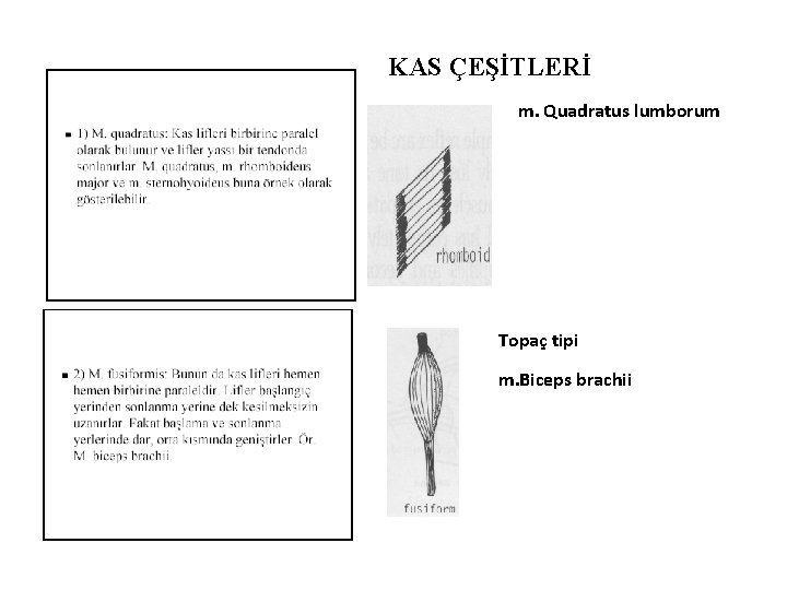 KAS ÇEŞİTLERİ m. Quadratus lumborum Topaç tipi m. Biceps brachii 