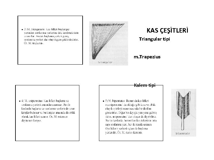 KAS ÇEŞİTLERİ Triangular tipi m. Trapezius Kalem tipi 