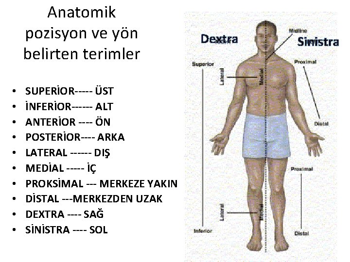 Anatomik pozisyon ve yön belirten terimler • • • SUPERİOR----- ÜST İNFERİOR------ ALT ANTERİOR