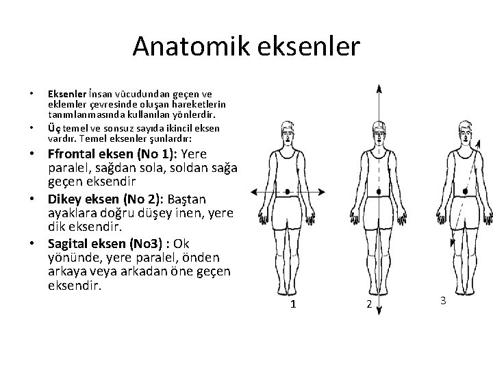 Anatomik eksenler • • Eksenler İnsan vücudundan geçen ve eklemler çevresinde oluşan hareketlerin tanımlanmasında