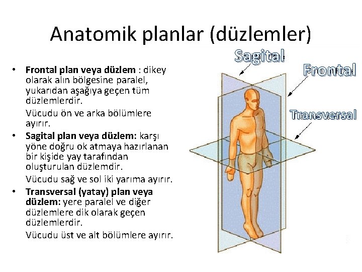 Anatomik planlar (düzlemler) • Frontal plan veya düzlem : dikey olarak alın bölgesine paralel,