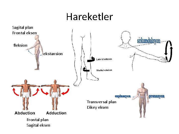 Hareketler Sagital plan Frontal eksen fleksion ekstansion Transversal plan Dikey eksen Frontal plan Sagital