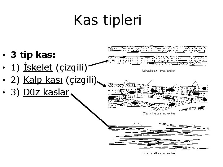 Kas tipleri • • 3 tip kas: 1) İskelet (çizgili) 2) Kalp kası (çizgili)