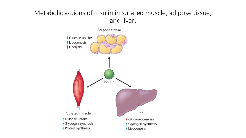 Metabolic actions of insulin in striated muscle, adipose tissue, and liver. 