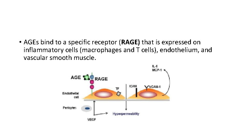  • AGEs bind to a specific receptor (RAGE) that is expressed on inflammatory