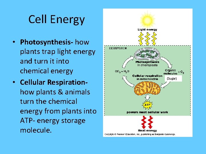 Cell Energy • Photosynthesis- how plants trap light energy and turn it into chemical