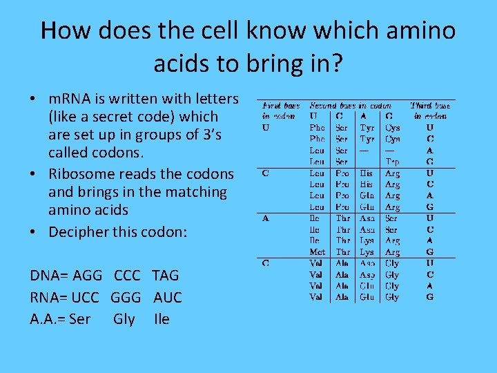 How does the cell know which amino acids to bring in? • m. RNA