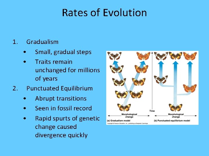 Rates of Evolution 1. Gradualism • Small, gradual steps • Traits remain unchanged for