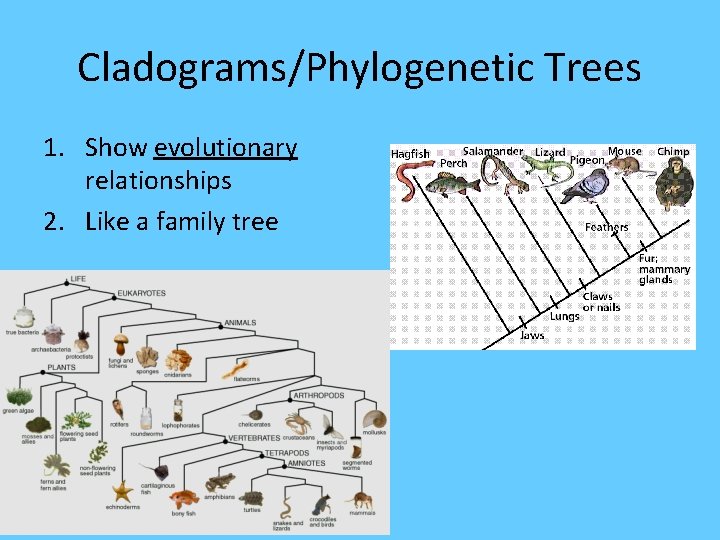 Cladograms/Phylogenetic Trees 1. Show evolutionary relationships 2. Like a family tree 