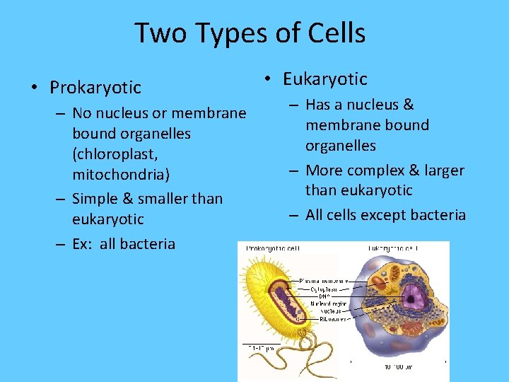 Two Types of Cells • Prokaryotic – No nucleus or membrane bound organelles (chloroplast,