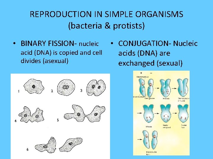 REPRODUCTION IN SIMPLE ORGANISMS (bacteria & protists) • BINARY FISSION- nucleic • CONJUGATION- Nucleic