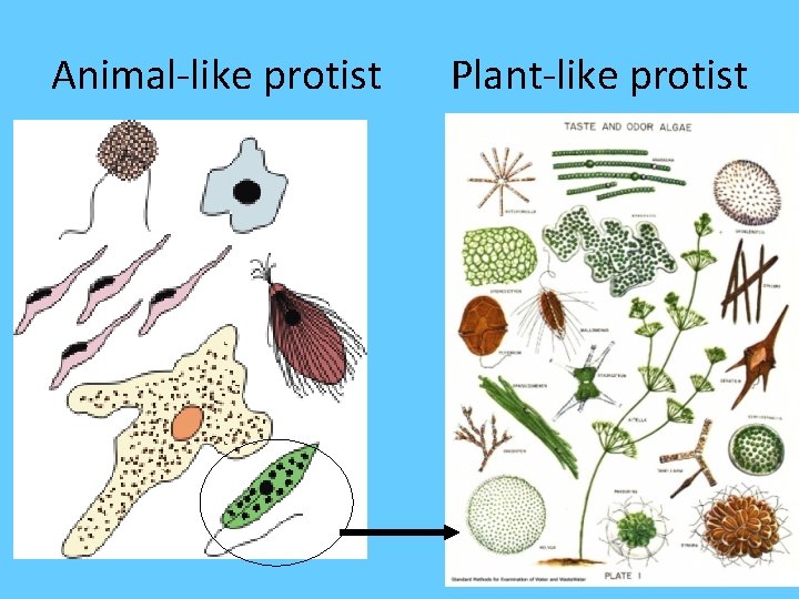 Animal-like protist Plant-like protist 