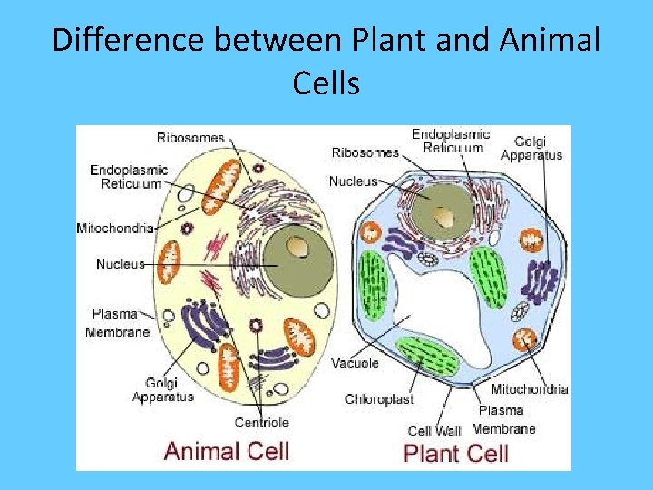 Difference between Plant and Animal Cells 